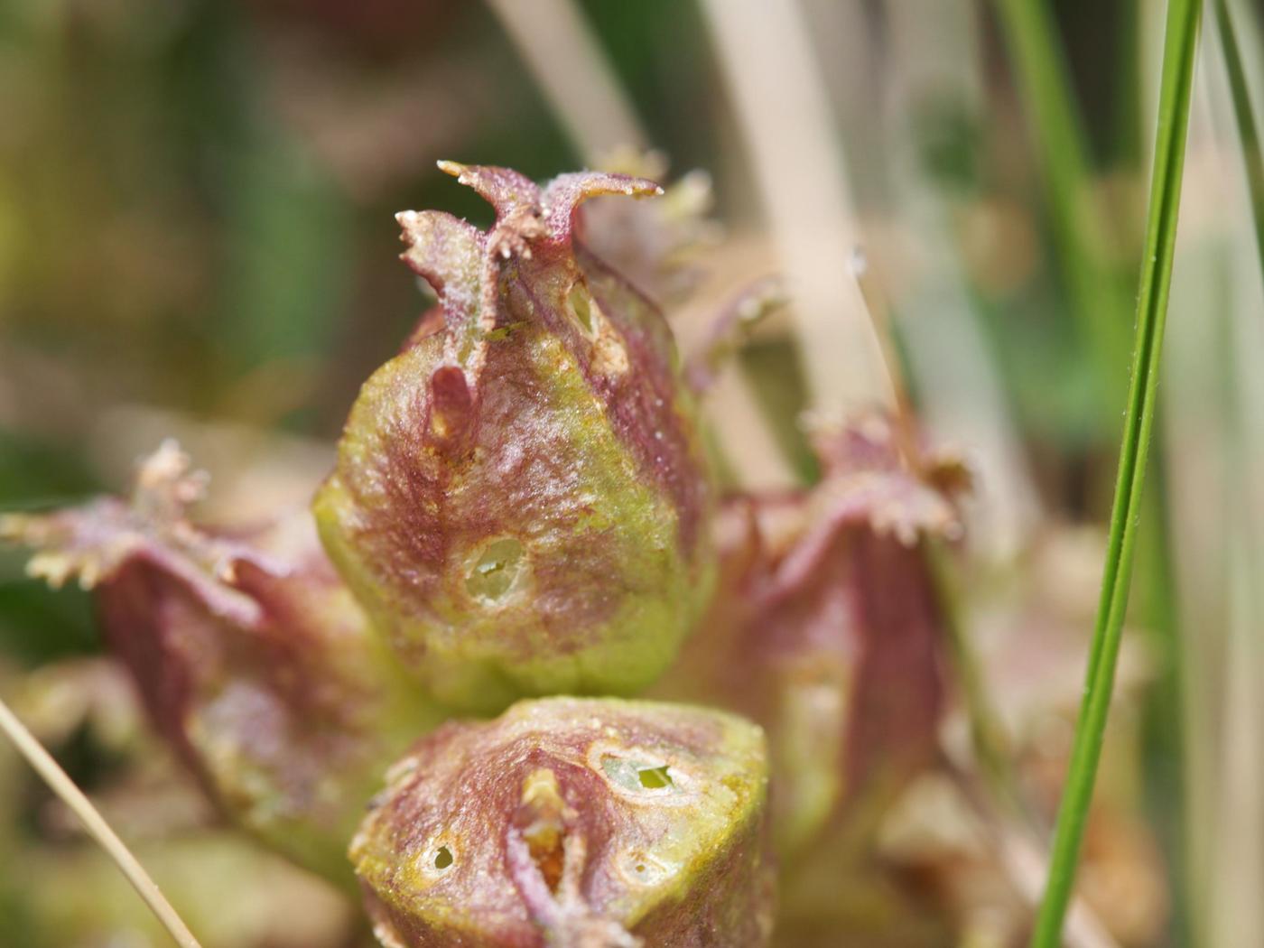 Lousewort fruit